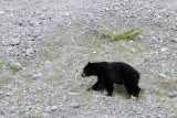 Black Bear #4  ;-)