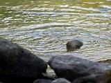 Waterliefhebber