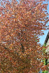 Herfst in Nelson