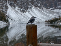 Watervogel?