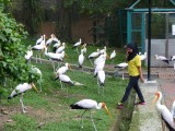 Ooievaars in ruste