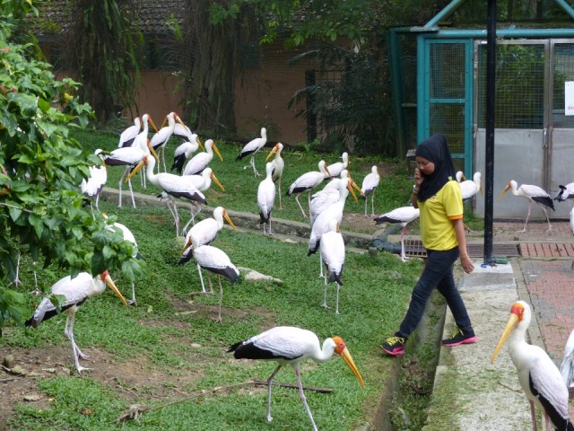 Ooievaars in ruste