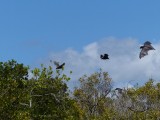 Flying foxes