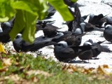 Noddy Tern