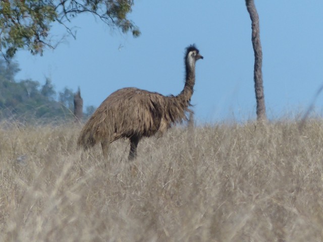 Emu