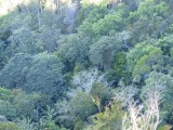 Rainforest Kroombit