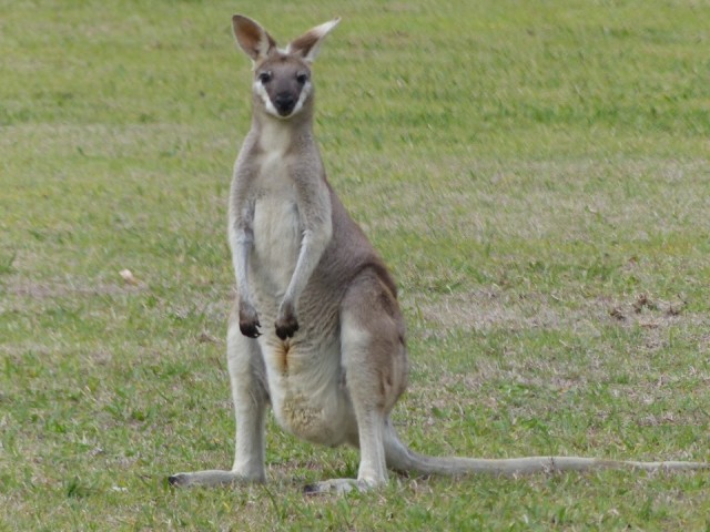 Skippy 126