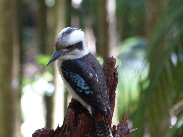Kookaburra2