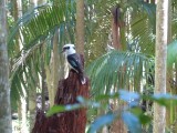 Kookaburra