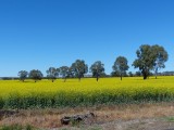 Australisch koolzaad2?