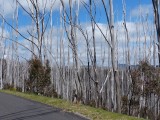 Snowy trees?