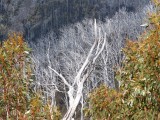 Snowy trees3?