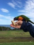 Cock van Assisi