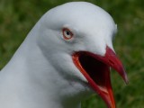 Vijand of vriend?