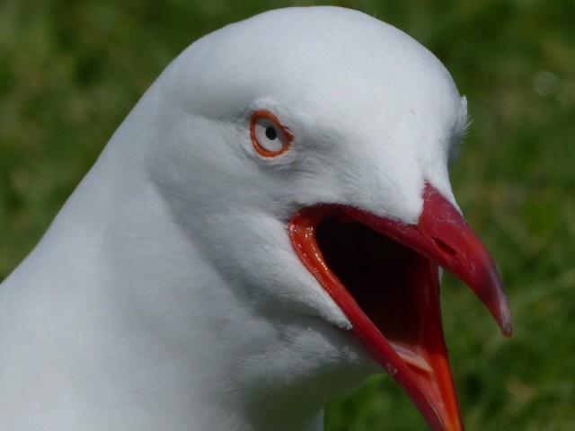 Vijand of vriend?