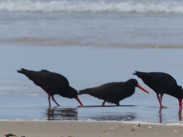 Cape Conran