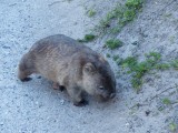 Wombat