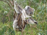 Baby koala in buidel