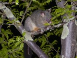 Brushtail possum op camping