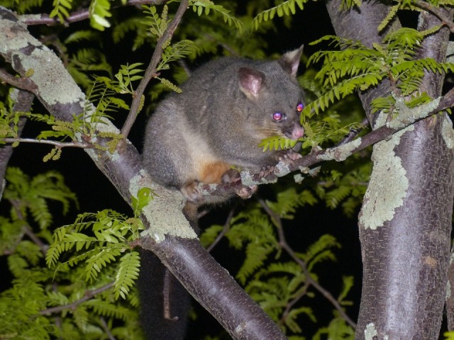 Brushtail possum op camping