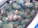 Blauwe mossel
