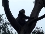 Koala lokroep