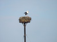 ooievaar bij Schelfhorst
