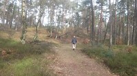 Dieren
