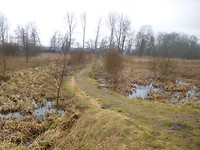 Friese veen