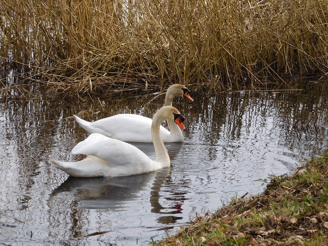 zwanen in Friese Veen