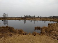 Ven in Balloërveld