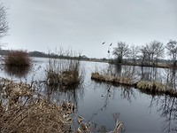 Westerpolder, Haren