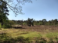 Heide bij Leusden