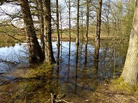 Natte voeten bos