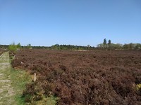 Nog veel meer heide (bij Woudenberg)