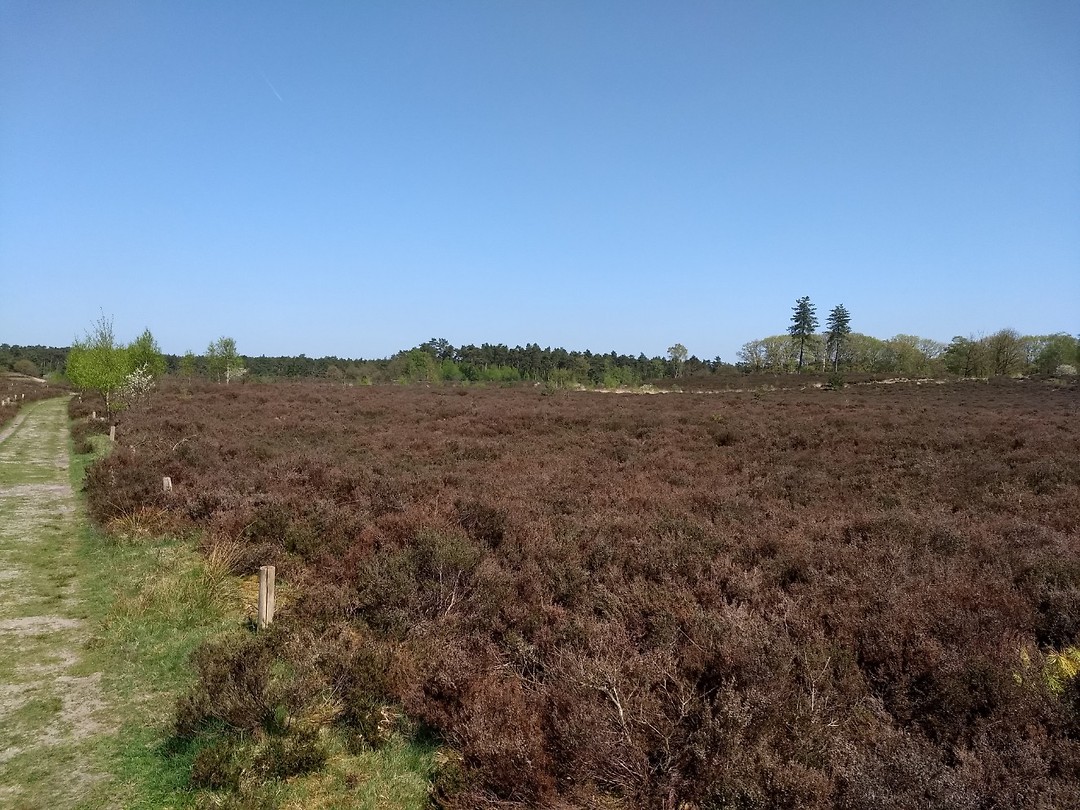 Nog veel meer heide (bij Woudenberg)