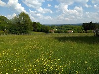 Bloemrijke weilanden