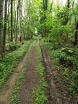 Fijn om weer in bos te lopen