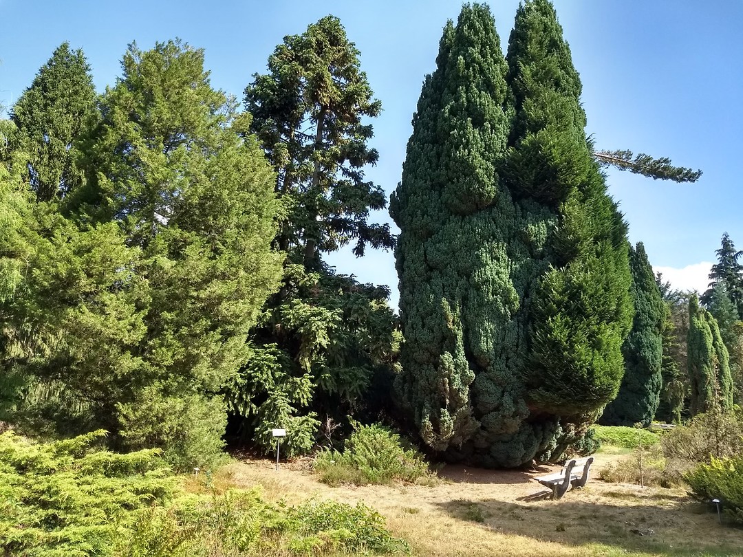 Pinetum uit 1953, Landgoed Terborgh