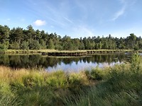 Kolkven
