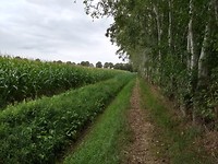 op weg naar Vessem