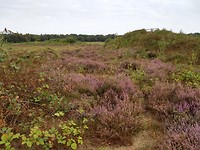 Buikheide