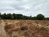 Oirschotse heide