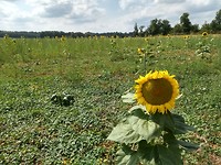 Zonnenbloemenveld