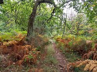 Mooi afwisselend bos tot aan Gravelle