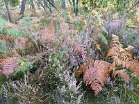 Bos met varens en bloeiende heide