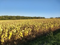 Ook uitgebloeide zonnebloemvelden kunnen mooi zijn