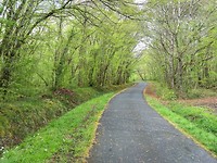 Prachtig licht lente groen