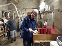 Meehelpen op de geitenboerderij