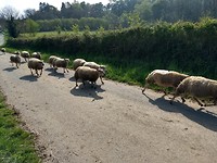 Kudde schapen op weg naar de herberg